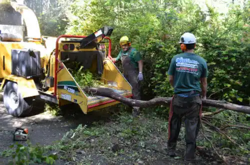 tree services North DeLand